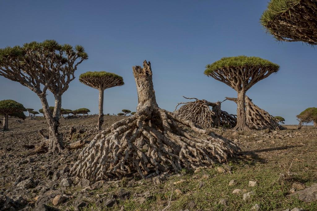 Toppled dragon's blood trees are strewn on the ground on the Yemeni island of Socotra 
