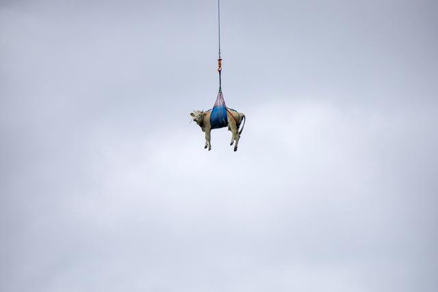 A cow is flown by helicopter from the landslide area near the Bietschhorn in the Loetschental, to a farm in Ferden, Switzerland