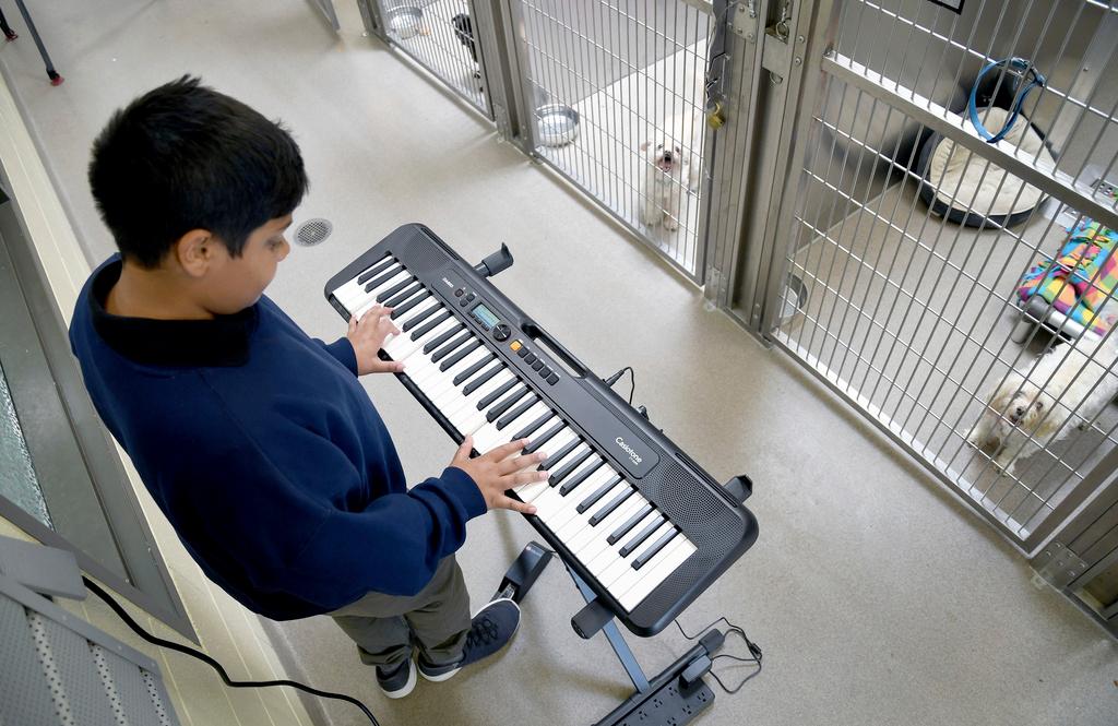 Yuvi Agarwal, the founder of Wild Tunes, which aims to soothe stressed shelter animals with live music, plays the keyboard at the Denver Animal Shelter