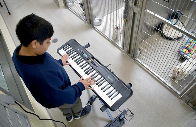 Yuvi Agarwal, the founder of Wild Tunes, which aims to soothe stressed shelter animals with live music, plays the keyboard at the Denver Animal Shelter