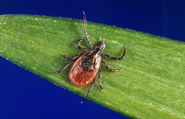 A blacklegged tick, also known as a deer tick, a carrier of Lyme disease