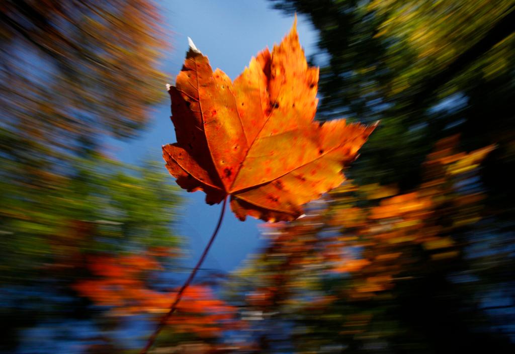 Maple leaf falls on a crisp autumn day