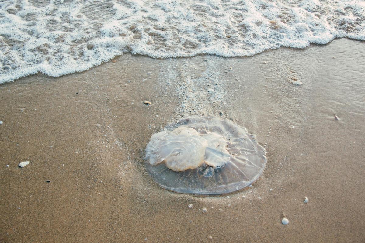 Thousands of huge, clear blobs have begun to appear on the beaches of the Bolivar Peninsula in Texas. Experts said Hurricane Francine and recent heavy rain may have caused the bloom. 