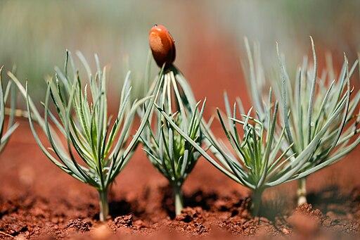 A small team of volunteers spent a few hours scrambling across fire-ravaged mountainsides, planting hundreds of seedlings as part of a monumental recovery effort that has been ongoing following the largest wildfire in New Mexico’s recorded history.