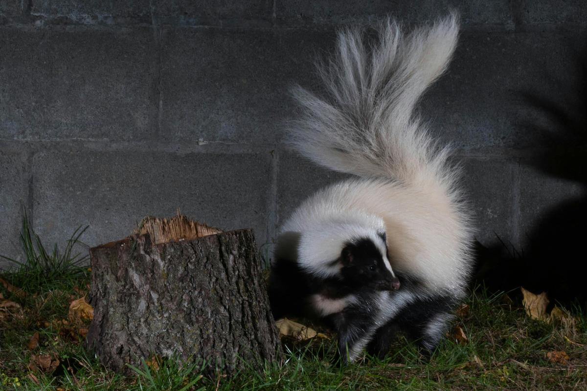 Skunks can spread diseases and cause damage to yards and structures. 