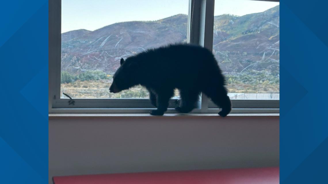 Bear cub on a window sill with mountains in the background