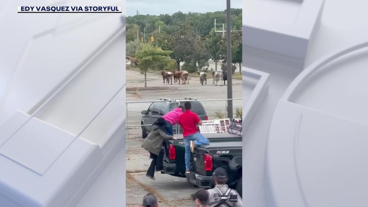 Video of bulls running through a parking lot