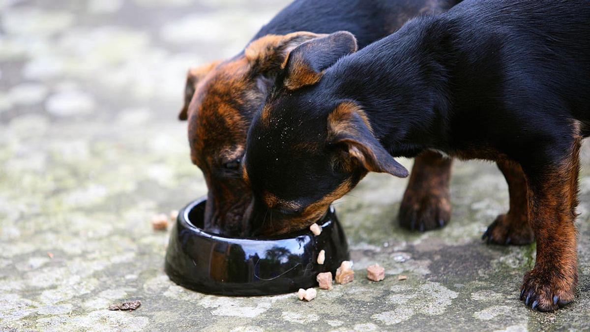 Two dogs eating dog food.