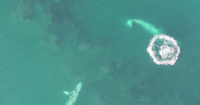 Gray whales overhead in ocean